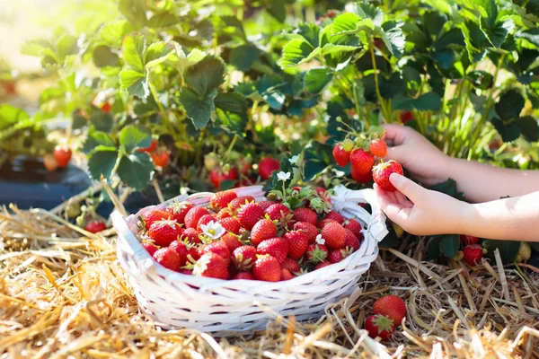 Ein Kind Pflückt Einem Sonnigen Sommertag Erdbeeren Auf Einem Obstbauernhof — Stockfoto