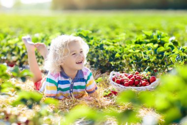 Güneşli yaz gününde meyve tarlasında çilek toplayan bir çocuk. Çocuklar kendi böğürtlen tarlanızı toplamak için taze olgun organik çilekleri beyaz sepette toplarlar. Küçük çocuk çilek yiyor..