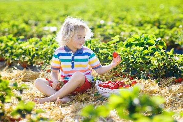 Παιδί Μαζεύοντας Φράουλα Αγρόκτημα Φρούτων Την Ηλιόλουστη Μέρα Του Καλοκαιριού — Φωτογραφία Αρχείου