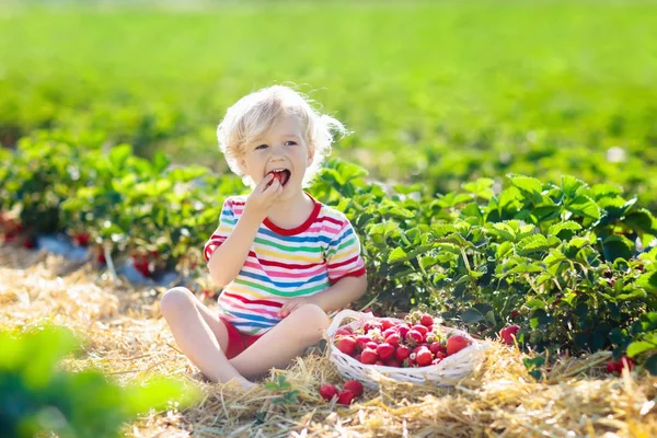 Niño Recogiendo Fresa Campo Cultivo Frutas Soleado Día Verano Los —  Fotos de Stock