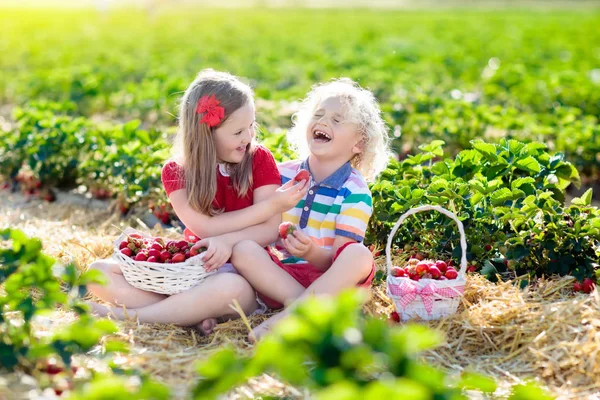 Kinderen Plukken Aardbeien Fruitakkers Zonnige Zomerdag Kinderen Plukken Verse Rijpe — Stockfoto