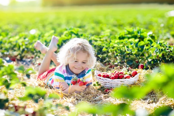 Dziecko Zbierające Truskawki Polu Sadowniczym Słoneczny Letni Dzień Dzieci Zbierają — Zdjęcie stockowe