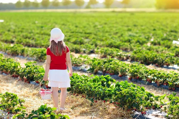 夏日阳光灿烂 孩子们在果园采摘草莓 孩子们在白色的篮子里采摘新鲜成熟的有机草莓 然后自己采摘 小女孩吃草莓 — 图库照片