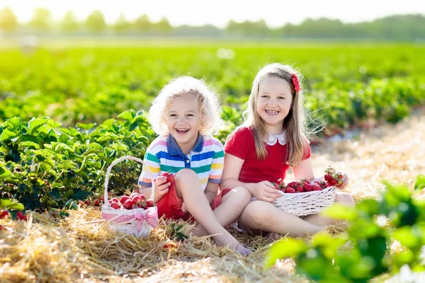 Los Niños Recogen Fresas Campo Cultivo Frutas Soleado Día Verano —  Fotos de Stock