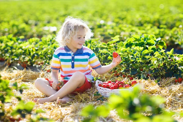 Niño Recogiendo Fresa Campo Cultivo Frutas Soleado Día Verano Los — Foto de Stock