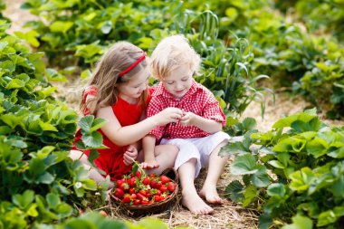 Çocuklar güneşli yaz gününde meyve tarlasında çilek topluyor. Çocuklar kendi böğürtlen tarlanızı toplamak için taze olgun organik çilekleri beyaz sepette toplarlar. Kız ve erkek çilek yiyor..