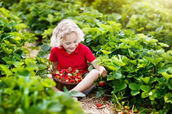 Niño Recogiendo Fresa Campo Cultivo Frutas Soleado Día Verano Los —  Fotos de Stock