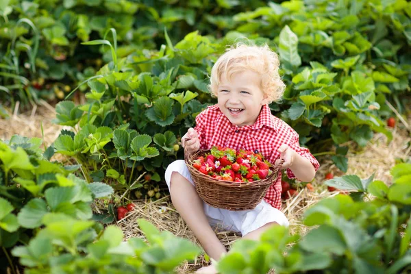 Criança Escolhendo Morango Campo Fazenda Frutas Dia Ensolarado Verão Crianças — Fotografia de Stock