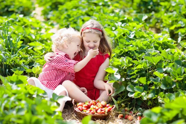 夏天阳光灿烂的时候 孩子们在果园里摘草莓 孩子们在白色的篮子里采摘新鲜成熟的有机草莓 然后自己采摘 男孩和女孩吃草莓 — 图库照片