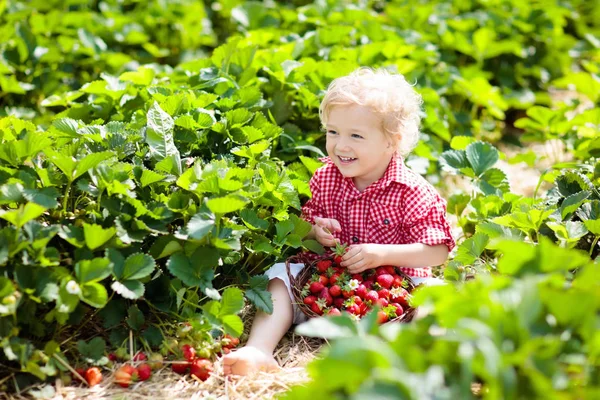 Child picking strawberry on fruit farm field on sunny summer day. Kids pick fresh ripe organic strawberry in white basket on pick your own berry plantation. Little boy eating strawberries.