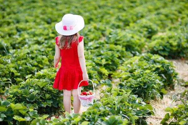 Criança Escolhendo Morango Campo Fazenda Frutas Dia Ensolarado Verão Crianças — Fotografia de Stock