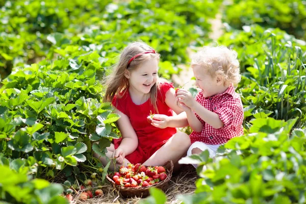 Kids Picking Strawberry Fruit Farm Field Sunny Summer Day Children — Stock Photo, Image