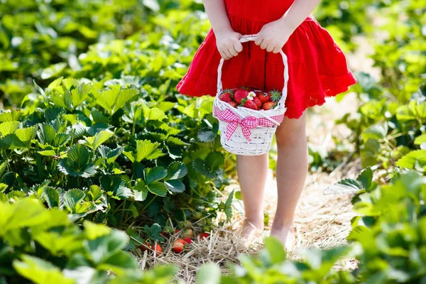 Güneşli yaz gününde meyve tarlasında çilek toplayan bir çocuk. Çocuklar kendi böğürtlen tarlanızı toplamak için taze olgun organik çilekleri beyaz sepette toplarlar. Küçük kız çilek yiyor..