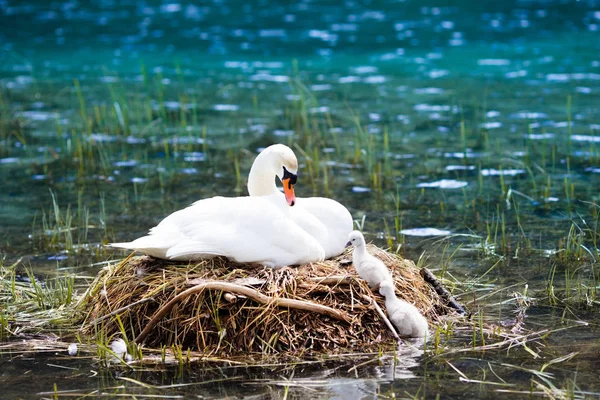 Swan Nest Austrian Alps Mountain Lake Mother Bird Little Baby — Stock Photo, Image