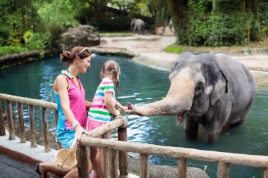  Aile fil hayvanat bahçesinde. Anne ve çocuk Asya filler tropikal safari parkında Singapur'da yaz tatili besleme. Çocuklara göz kulak hayvanlar. Vahşi hayvan için meyve veren küçük kız. 