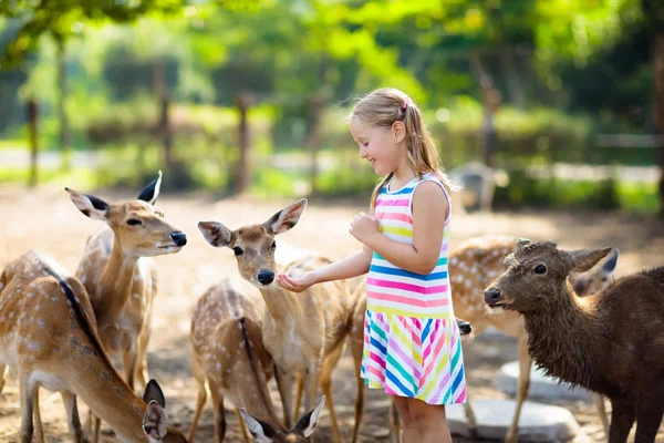 Enfant Nourrit Des Cerfs Sauvages Zoo Les Enfants Nourrissent Les — Photo