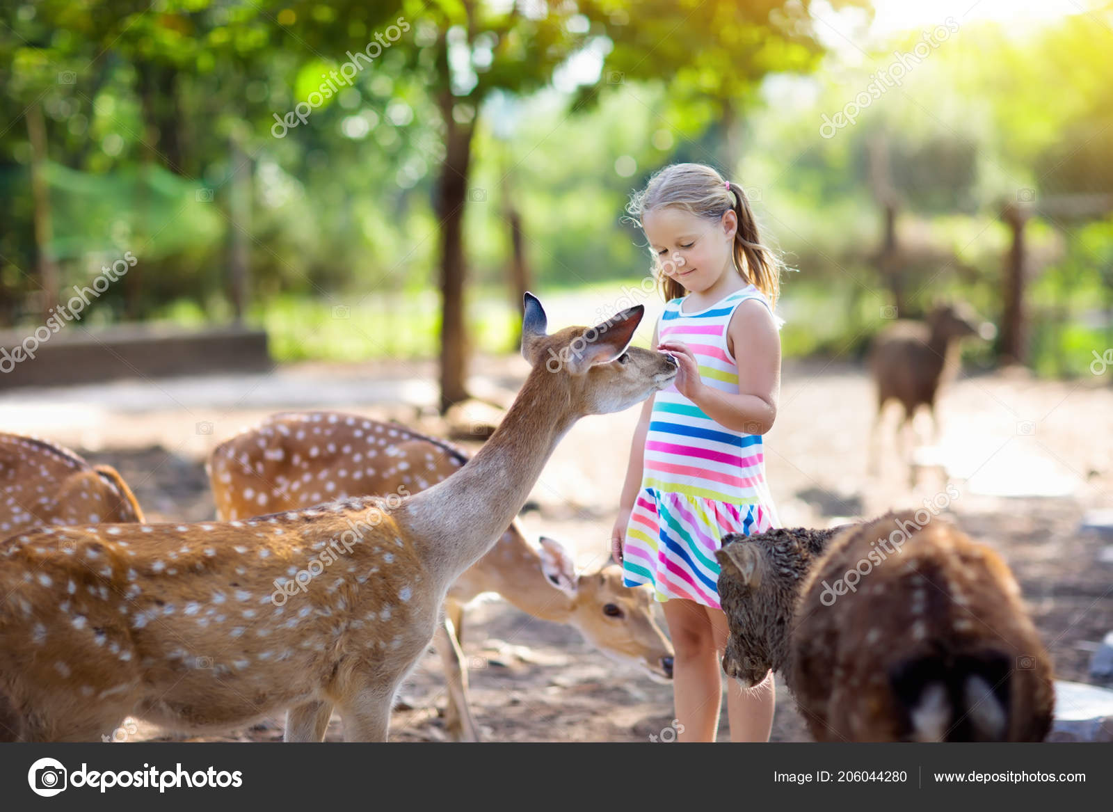 Child Feeding Wild Deer Petting Zoo Kids Feed Animals Outdoor Stock Photo  by ©FamVeldman 206044280