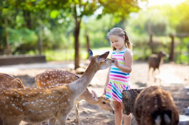 Çocuk sevişme hayvanat bahçesinde vahşi geyik besleme. Çocuklar açık safari parkında hayvan besleme. Küçük kız bir çiftlikte Ren geyiği izliyor. Çocuk ve evde beslenen hayvan hayvan. Hayvanat Bahçesi aile yaz gezisi. Geyikler sürüsü.
