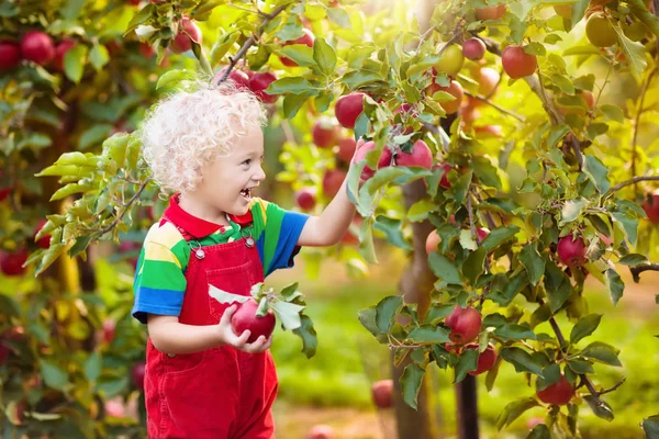 Child Picking Apples Farm Autumn Blond Curly Little Boy Playing — Stock Photo, Image