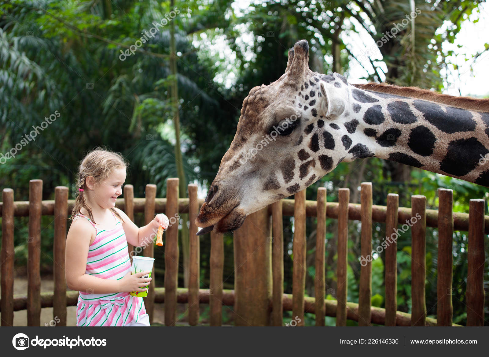 Family Feeding Giraffe Zoo Children Feed Giraffes Tropical Safari Park