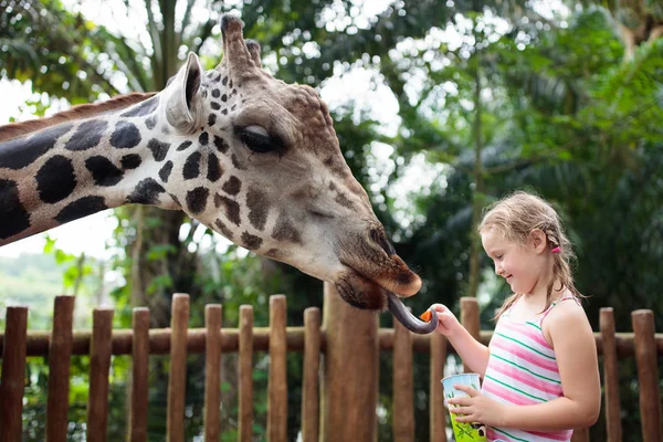 Family Feeding Giraffe Zoo Children Feed Giraffes Tropical Safari Park — Stock Photo, Image