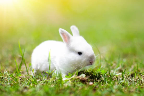 Baby Coniglio Mangiare Erba All Aperto Nella Soleggiata Giornata Estiva — Foto Stock