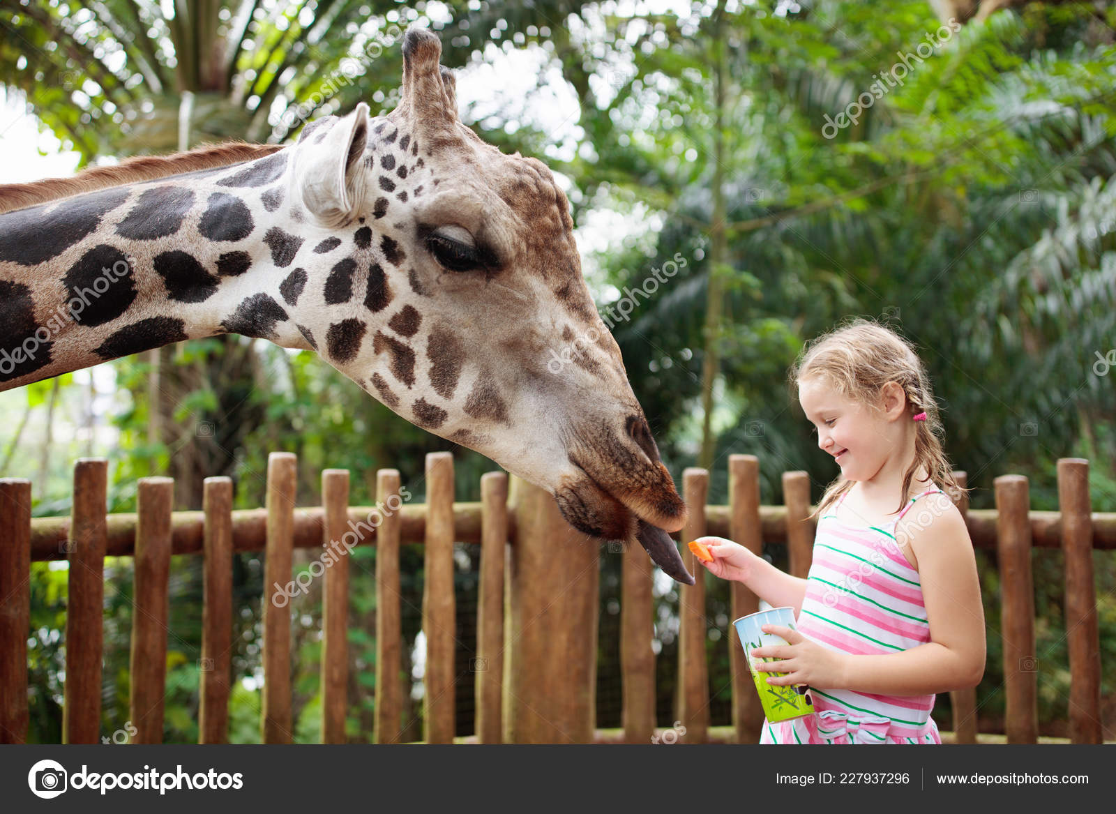 Family Feeding Giraffe Zoo Children Feed Giraffes Tropical Safari Park  Stock Photo by ©FamVeldman 227937296