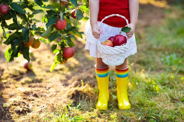 Παιδί Μαζεύει Μήλα Μια Φάρμα Φθινόπωρο Κοριτσάκι Που Παίζει Στον — Φωτογραφία Αρχείου