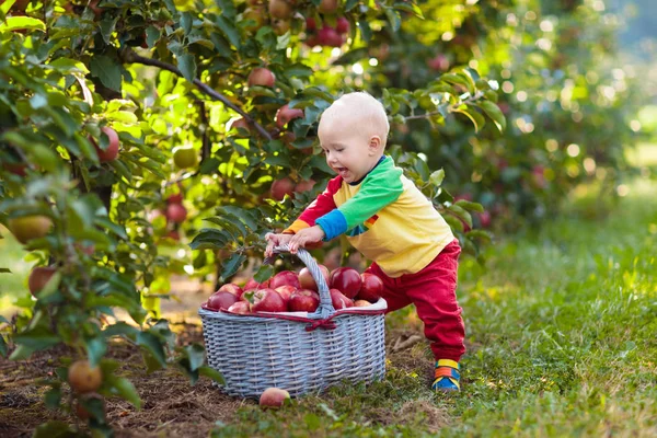 Niño Recogiendo Manzanas Una Granja Otoño Niño Jugando Huerto Manzanos — Foto de Stock