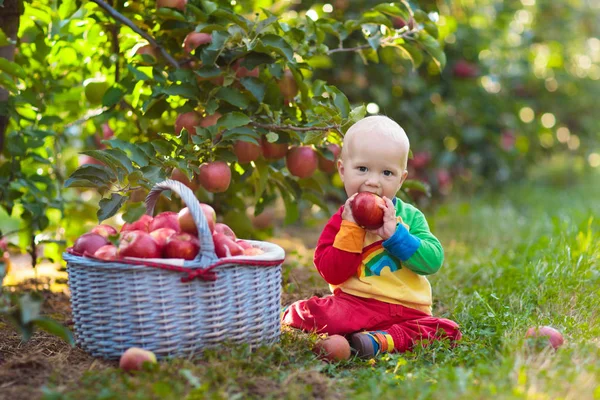 Barn Som Plockar Äpplen Gård Hösten Liten Pojke Leker Trädet — Stockfoto