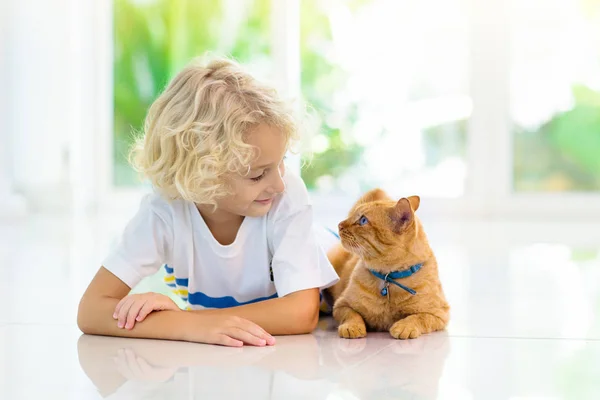 Child Feeding Cat Home Kid Pet Little Blond Curly Boy — Stock Photo, Image