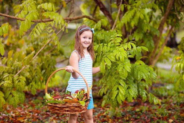 Çocuk Sepetten Renkli Sonbahar Yaprakları Topluyor Çocuk Dışarıda Ağaç Yaprağıyla — Stok fotoğraf