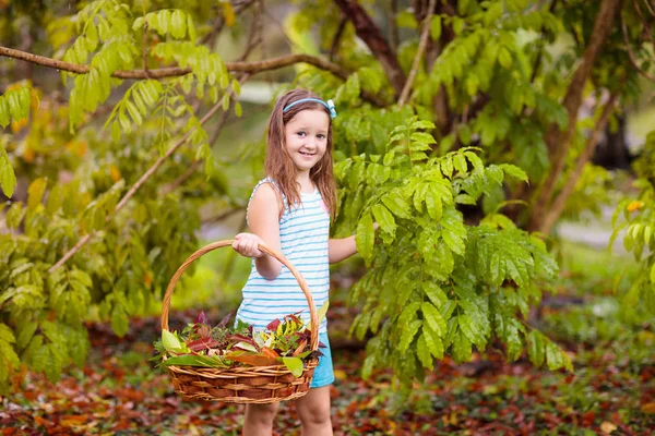 Enfant Cueillant Des Feuilles Automne Colorées Dans Panier Enfant Jouant — Photo