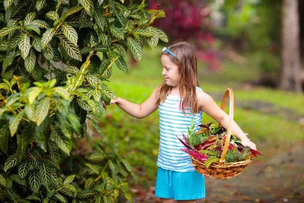 Niño Recogiendo Hojas Otoño Colores Cesta Niño Jugando Con Hojas —  Fotos de Stock