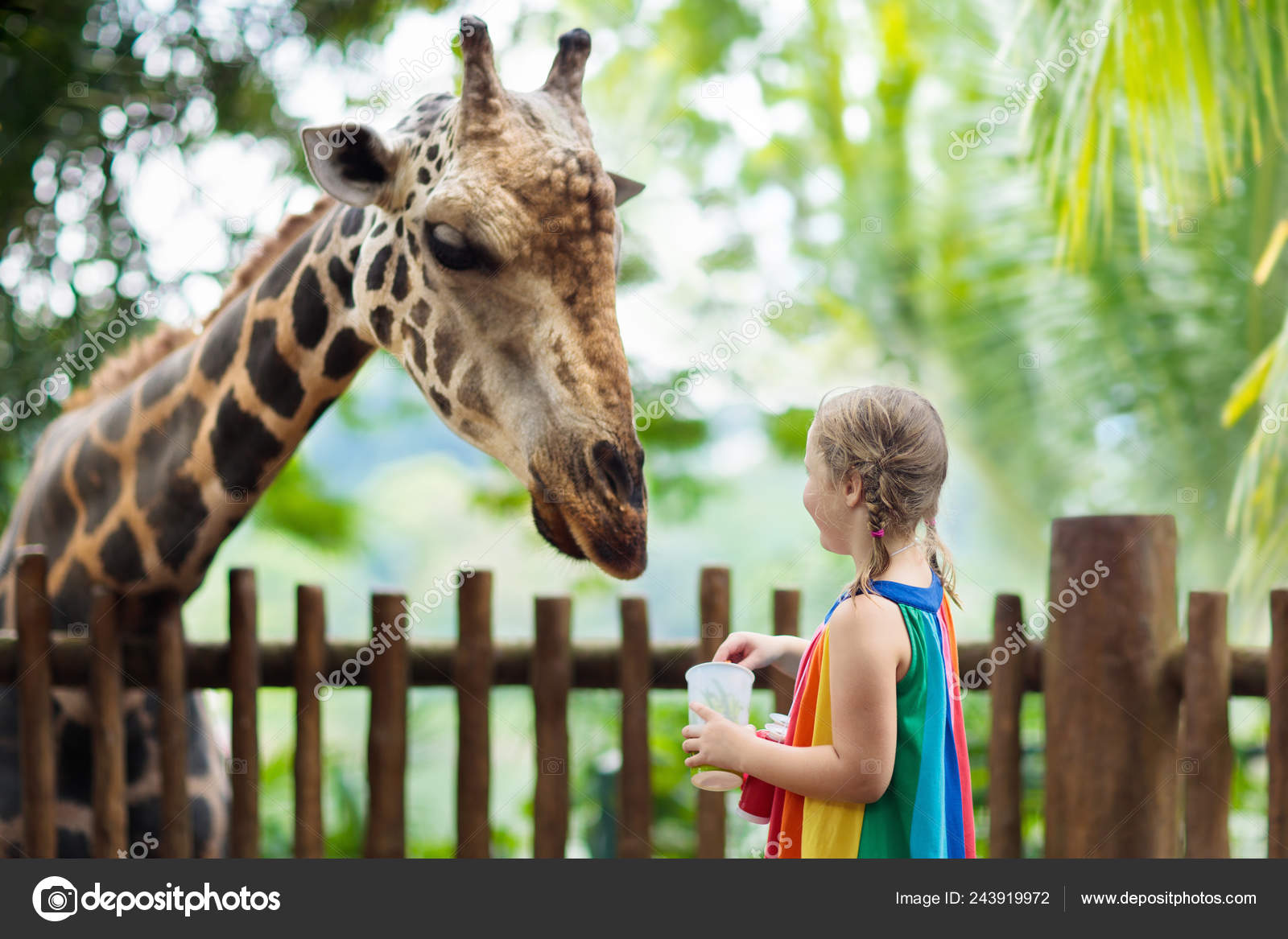 Family Feeding Giraffe Zoo Children Feed Giraffes Tropical Safari Park