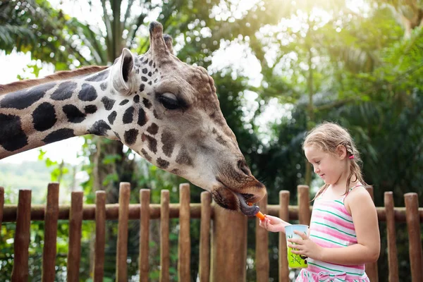 Family Feeding Giraffe Zoo Children Feed Giraffes Tropical Safari Park — Stock Photo, Image