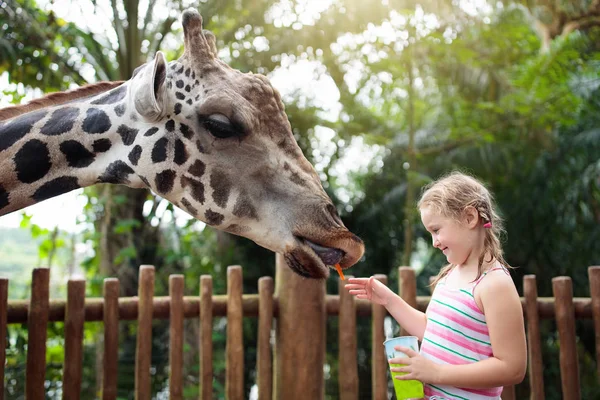 Kids feed giraffe at zoo. Children at safari park. — Stock Photo, Image