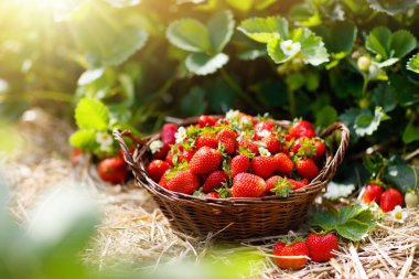 Strawberry field on fruit farm. Berry in basket. clipart