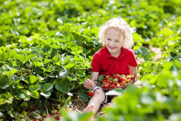 Παιδιά Διαλέξτε φράουλα στο πεδίο μούρων το καλοκαίρι — Φωτογραφία Αρχείου
