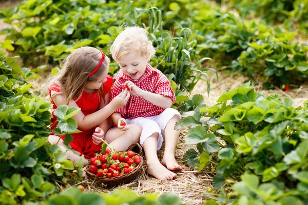 Crianças escolhem morango no campo de baga no verão — Fotografia de Stock