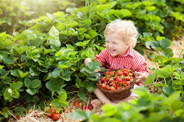 孩子们在夏天的浆果地里摘草莓 — 图库照片