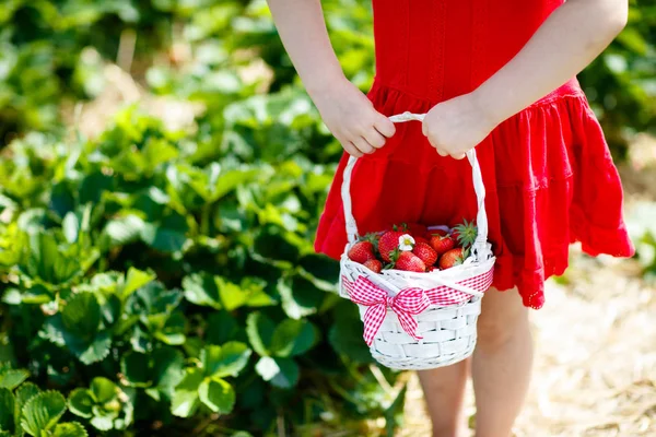 Crianças escolhem morango no campo de baga no verão — Fotografia de Stock