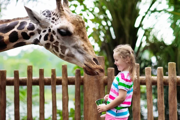 I bambini danno da mangiare alla giraffa allo zoo. Bambini al safari park . — Foto Stock