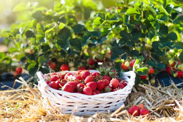 Campo de morango na fazenda de frutas. Bagas no cesto . — Fotografia de Stock