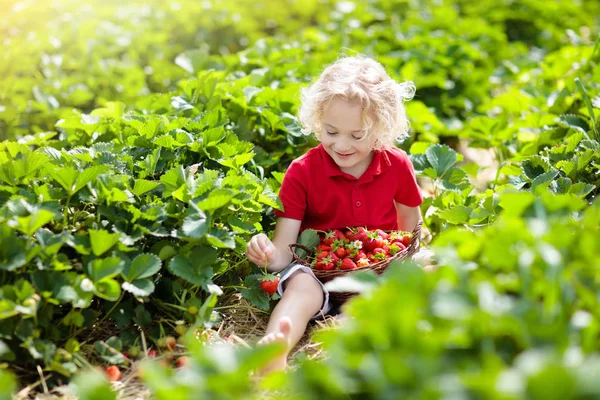 Los niños recogen fresas en el campo de bayas en verano —  Fotos de Stock