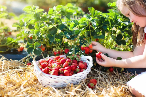 Les enfants cueillent des fraises sur un champ de baies en été — Photo
