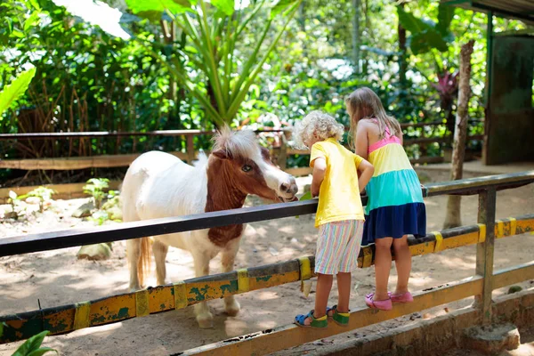 Enfant à cheval. Cheval pour enfants . — Photo