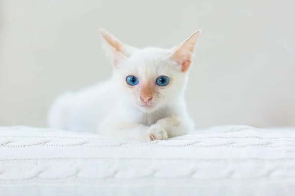 Kočička. Bílé kotě spí doma. — Stock fotografie