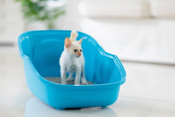 Cat in litter box. Kitten in toilet. Home pet care — Stock Photo, Image