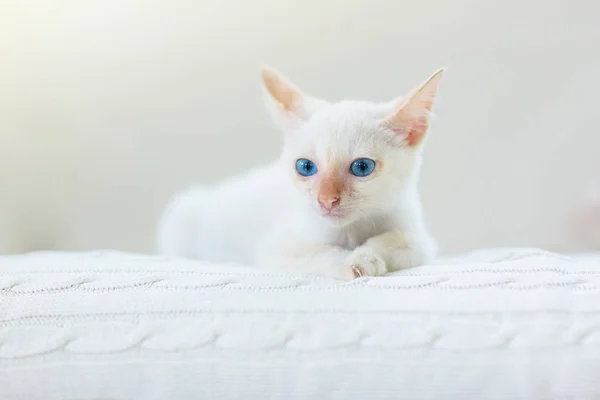 Baby cat. White kitten sleeping at home. — Stock Photo, Image